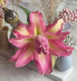 Roselily Aranza